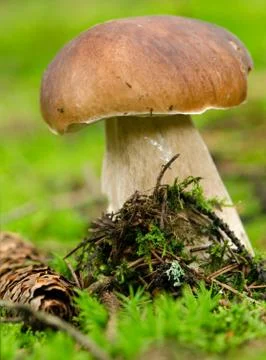 Boletus and cone on moss surface in forest. Stock Photos