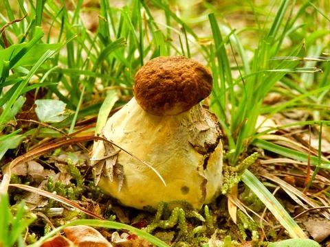 Boletus appendiculatus Stock Photos