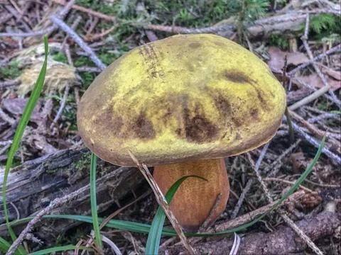 Boletus badius Stock Photos