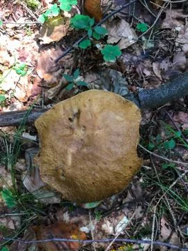 Boletus badius Stock Photos