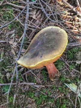 Boletus badius Stock Photos
