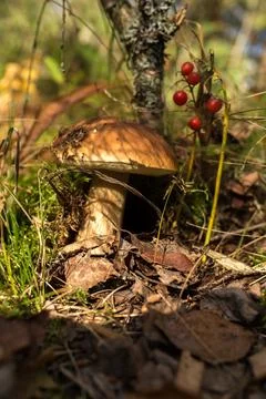 Boletus with berries Stock Photos