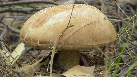 Boletus close up Video stock 118803500