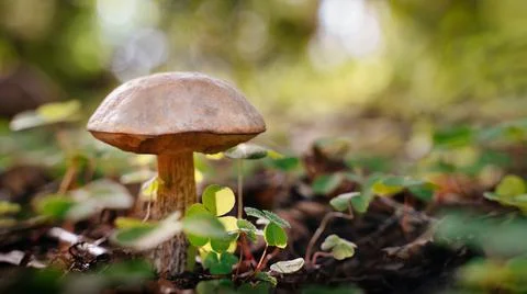 Boletus close-up in the forest Foto stock
