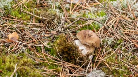 Boletus edulis 01 Stock Photos