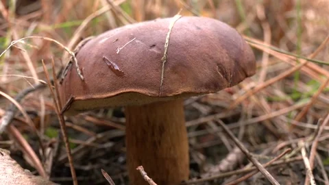 Boletus edulis Video stock 231742865