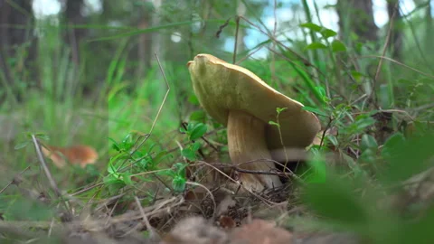 Boletus edulis growing between the blades of grass in the forest. Stock Footage 248949418