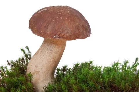 Boletus Edulis with moss Stock Photos