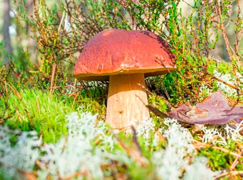 Boletus edulis in a moss Stock Photos
