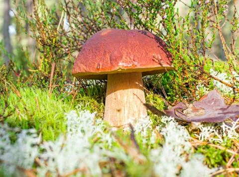 Boletus edulis in a moss Stock Photos