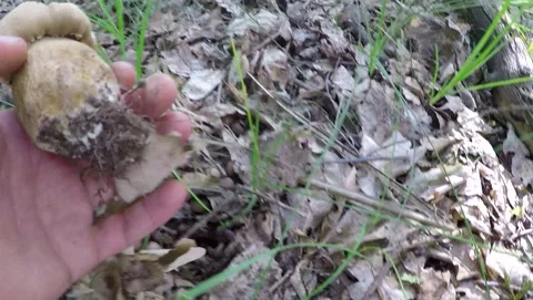 Bolétus edúlis mushroom Video stock 165933121