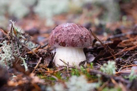 Boletus edulis or cep in the moss at the forest. Stock Photos