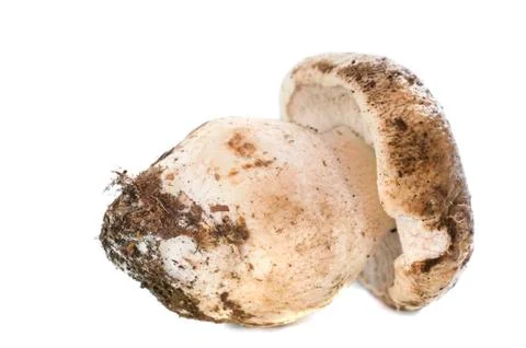 Boletus edulis Stock Photos