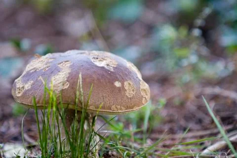 Boletus edulis Stock Photos