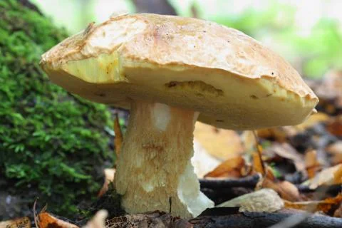 Boletus edulis Foto stock