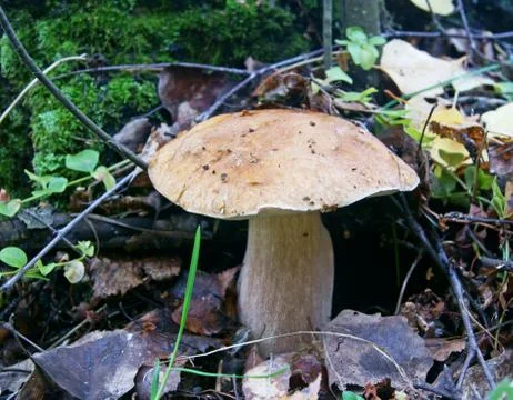 Boletus edulis Stock Photos