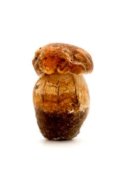 Boletus edulis Stock Photos