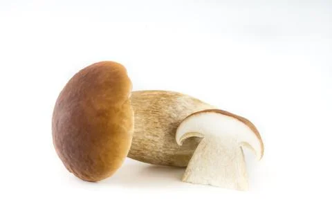 Boletus edulis Stock-Fotos