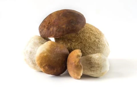 Boletus edulis Stock Photos