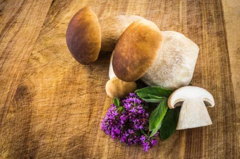 Boletus edulis Stock Photos