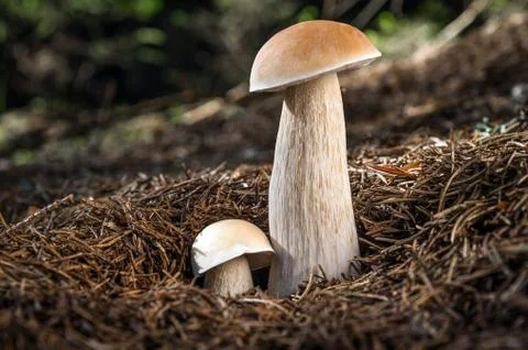 Boletus edulis Stock Photos