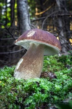 Boletus edulis Stock Photos