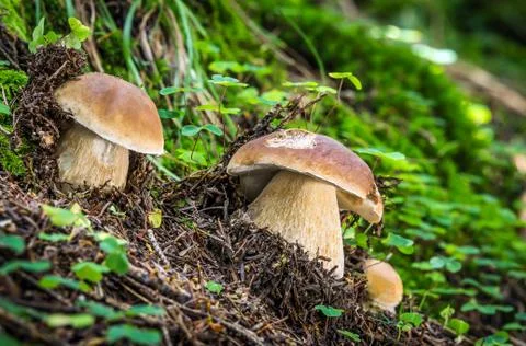 Boletus edulis Stock Photos