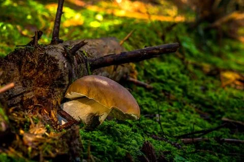 Boletus edulis Stock Photos