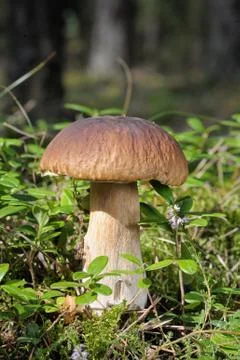 Boletus edulis Stock Photos