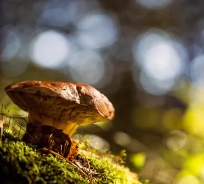 Boletus edulis Stock-Fotos