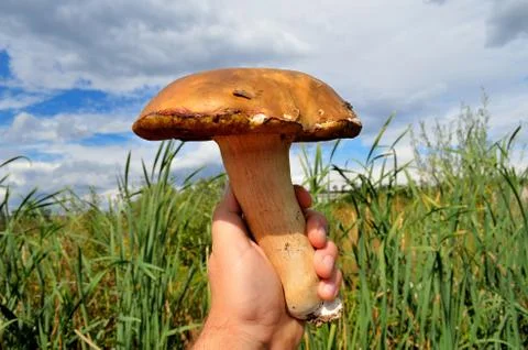 Boletus edulis Stock Photos