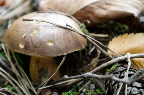 Boletus edulis. Stock Photos