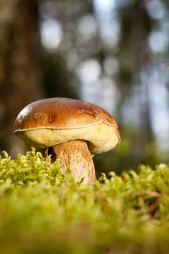 Boletus edulis Stock Photos