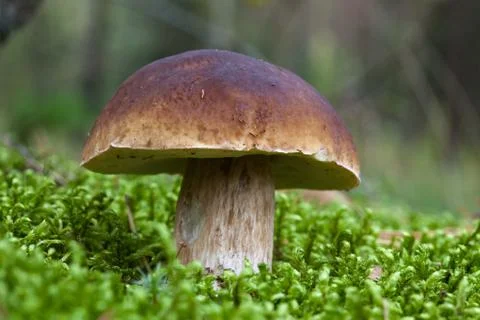 Boletus edulis Stock Photos