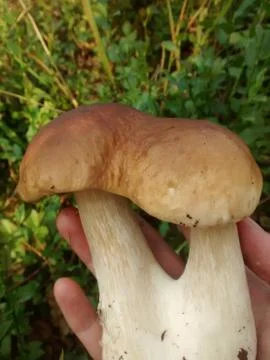 Boletus edulis Stock Photos