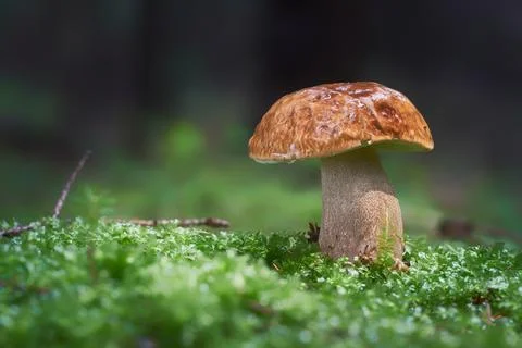 Boletus edulis Stock Photos