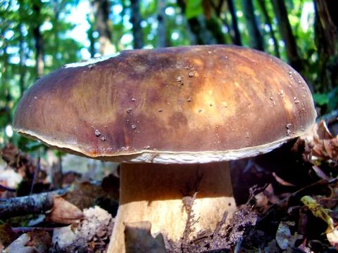 Boletus Edulis Stock Photos