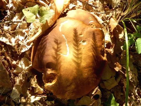 Boletus Edulis Stock Photos