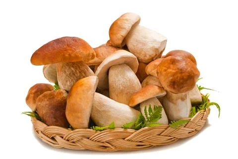 Boletus edulis Stock Photos