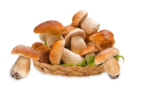 Boletus edulis Stock Photos