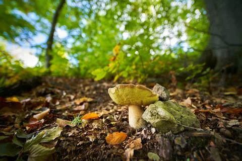 Boletus edulis Stock Photos
