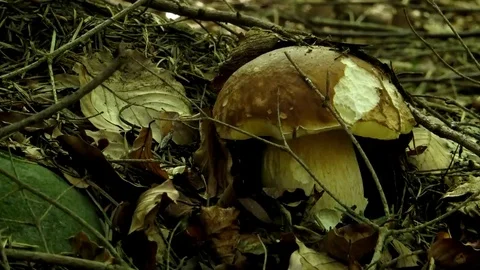Boletus edulis under foliage Stock Footage 69084299