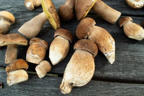 Boletus edulis,penny bun . Rustic backround. Stock Photos