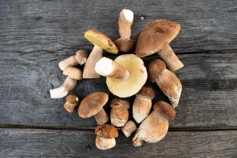 Boletus edulis,penny bun . Rustic backround. Stock Photos