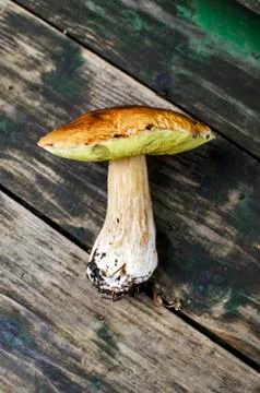 Boletus flat lay Stock Photos