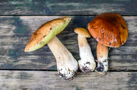 Boletus flat lay Foto stock