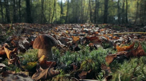 Boletus in the forest Stock Footage 62336884