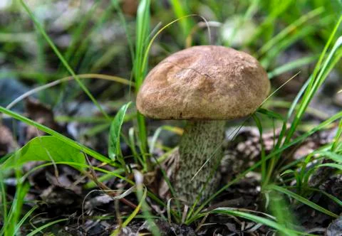 Boletus in the forest Stock Photos