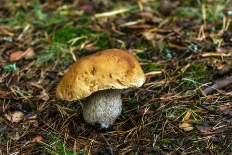 Boletus in the forest. Stock Photos