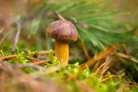 A boletus found in the forest, surrounded by moss and grass Stock Photos